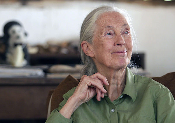 An Evening with Dr Jane Goodall 
